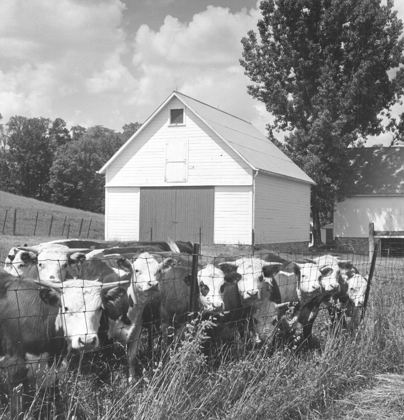 Cows at Mount Hope